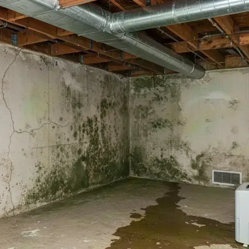 Professional Mold Removal in Riverdale, CA